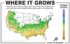 Taylor Pink Japanese Maple - 3 Gallon Pot 7 Taylor Pink Japanese Maple - 3 Gallon Pot -Wilson Bros Gardens 6a 9a 8