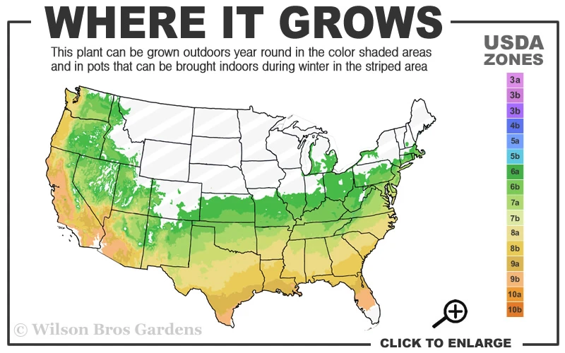Horstmann Dwarf Blue Atlas Cedar - 3 Gallon Pot 3 Horstmann Dwarf Blue Atlas Cedar - 3 Gallon Pot - Image 3