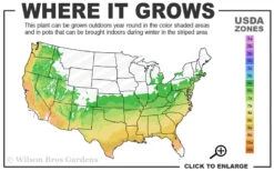 Lima Gold Dwarf Japanese Maple - 1 Gallon Pot 10 Lima Gold Dwarf Japanese Maple - 1 Gallon Pot -Wilson Bros Gardens 6a 9b 30