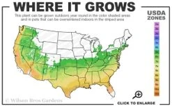 Ballerina Red Sea Thrift (Armeria Pseudarmeria) - 5 Pack Of Quart Pots -Wilson Bros Gardens 6a 9b thumbnail
