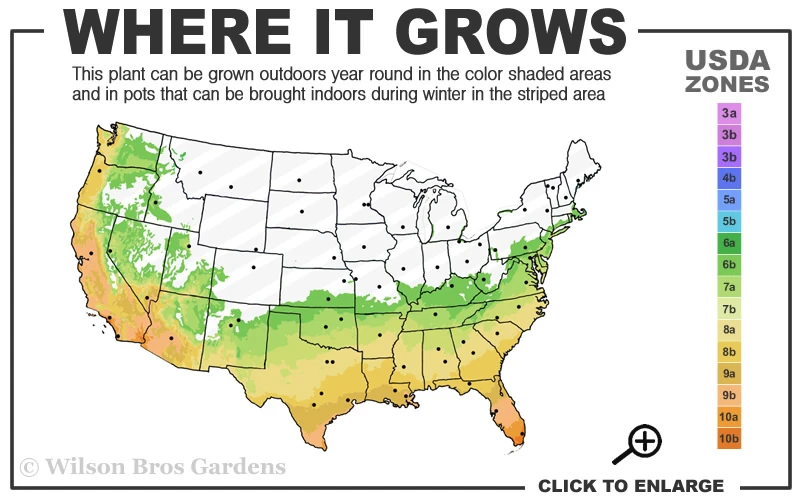 Spotted Leopard Bamboo - Phyllostachys Bambusoides 'Tanakae' - 3 Gallon Pot (4-5') 3 Spotted Leopard Bamboo - Phyllostachys Bambusoides 'Tanakae' - 3 Gallon Pot (4-5') - Image 3