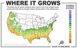 Angus Cold Hardy Eucalyptus Tree (Eucalyptus Nicholii) - 3 Quart Pot 10 Angus Cold Hardy Eucalyptus Tree (Eucalyptus Nicholii) - 3 Quart Pot -Wilson Bros Gardens 6b 10b 4