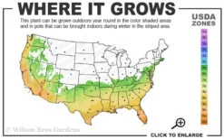 San Jose Fortune's Tea Olive (Multi-Trunk Tree Form) - 7 Gallon Pot -Wilson Bros Gardens 6b 10b 8