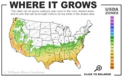 Delite Rabbiteye Blueberry - 1 Gallon Pot 6 Delite Rabbiteye Blueberry - 1 Gallon Pot -Wilson Bros Gardens 6b 9b 1