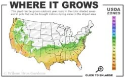 Big O Cold Hardy Eucalyptus Tree (Eucalyptus Neglecta) - 3 Quart Pot -Wilson Bros Gardens 6b 9b 22