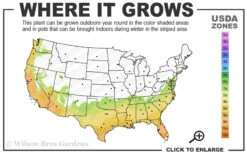 Deodar Cedar Tree - 6 Pack Of 1 Gallon Pots 10 Deodar Cedar Tree - 6 Pack Of 1 Gallon Pots -Wilson Bros Gardens 7a 10a 11