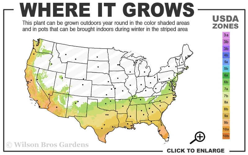 Winter Gold Edgeworthia Chrysantha - Paper Bush - 3 Gallon Pot 3 Winter Gold Edgeworthia Chrysantha - Paper Bush - 3 Gallon Pot - Image 3
