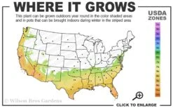 Winter Gold Edgeworthia Chrysantha (Paper Bush) - 1 Gallon Pot 14 Winter Gold Edgeworthia Chrysantha (Paper Bush) - 1 Gallon Pot -Wilson Bros Gardens 7a 10a 9