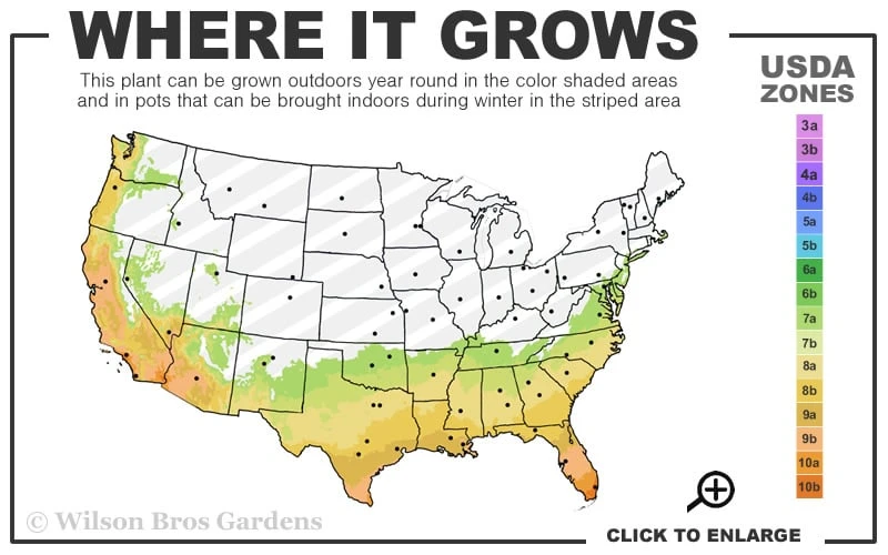 Mary Nell Holly - 3 Gallon Pot 3 Mary Nell Holly - 3 Gallon Pot - Image 3