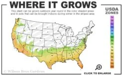 Funky Monkey Cold Hardy Eucalyptus Tree (Eucalyptus Parvula) - 3 Gallon Pot 9 Funky Monkey Cold Hardy Eucalyptus Tree (Eucalyptus Parvula) - 3 Gallon Pot -Wilson Bros Gardens 7a 10b 155