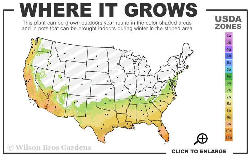 Goldcrest Monterey Lemon Cypress - 2-Ball Poodle Tier Topiary - 2 Gallon Pot 3 Goldcrest Monterey Lemon Cypress - 2-Ball Poodle Tier Topiary - 2 Gallon Pot - Image 3