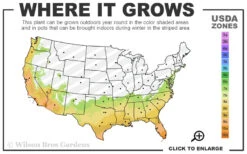 Juiced Orange Jessamine (Cestrum Corymbosum) - 3 Pack Of Quart Pots -Wilson Bros Gardens 7a 10b 91