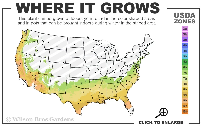 Kay Parris Southern Magnolia - 2 Gallon Pot 3 Kay Parris Southern Magnolia - 2 Gallon Pot - Image 3