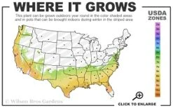 Miles High Weeping Deodar Cedar - 1 Gallon Pot -Wilson Bros Gardens 7a 9b thumbnail