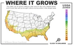 Windmill Cold Hardy Palm Tree - 7 Gallon Pot (3-4') -Wilson Bros Gardens 7b 10b 39