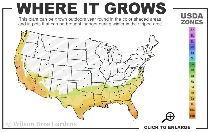 Fudingzhu Fragrant White Tea Olive (Osmanthus Fragrans) - 3 Gallon Pot 3 Fudingzhu Fragrant White Tea Olive (Osmanthus Fragrans) - 3 Gallon Pot - Image 3