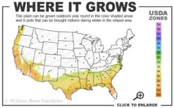 Becky Blue Rabbiteye Blueberry - 2.5 Quart Pot -Wilson Bros Gardens 7b 9b 4