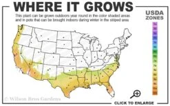 Alice Blue Rabbiteye Blueberry - 1 Gallon Pot 6 Alice Blue Rabbiteye Blueberry - 1 Gallon Pot -Wilson Bros Gardens 7b 9b 7
