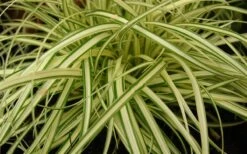 Evergold Japanese Sedge (Carex Hachijoensis) - 10 Pack Of Quart Pots -Wilson Bros Gardens 8275 evergold carex 1