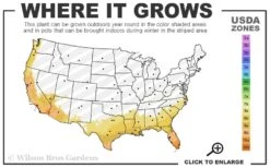 Jersey Girl Cold Hardy Eucalyptus Tree (Eucalyptus Macarthurii) - Quart Pot -Wilson Bros Gardens 8a 11 80