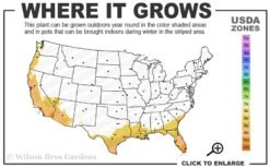 Graceful Bamboo (Slender Weavers) - Bambusa Textilis 'Gracilis' - 2 Gallon Pot 9 Graceful Bamboo (Slender Weavers) - Bambusa Textilis 'Gracilis' - 2 Gallon Pot -Wilson Bros Gardens 8b 11 6