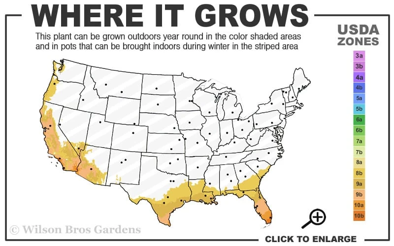 Giant Weavers Royal Bamboo (Wong Chuk) - Bambusa Textilis 'Kanapaha' - 3 Gallon Pot 3 Giant Weavers Royal Bamboo (Wong Chuk) - Bambusa Textilis 'Kanapaha' - 3 Gallon Pot - Image 3