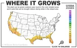 Seabreeze Bamboo - Bambusa Malingensis - 3 Gallon Pot 7 Seabreeze Bamboo - Bambusa Malingensis - 3 Gallon Pot -Wilson Bros Gardens 8b 11 8