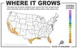 Meyer Lemon Tree (Citrus X Meyeri) - 5 Gallon Pot 7 Meyer Lemon Tree (Citrus X Meyeri) - 5 Gallon Pot -Wilson Bros Gardens 9a 11