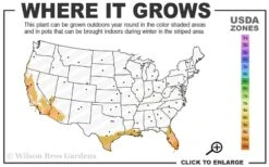 Asian Lemon Bamboo (Bambusa Eutuldoides 'Viridivittata') - 3 Gallon Pot -Wilson Bros Gardens 9a 11 4