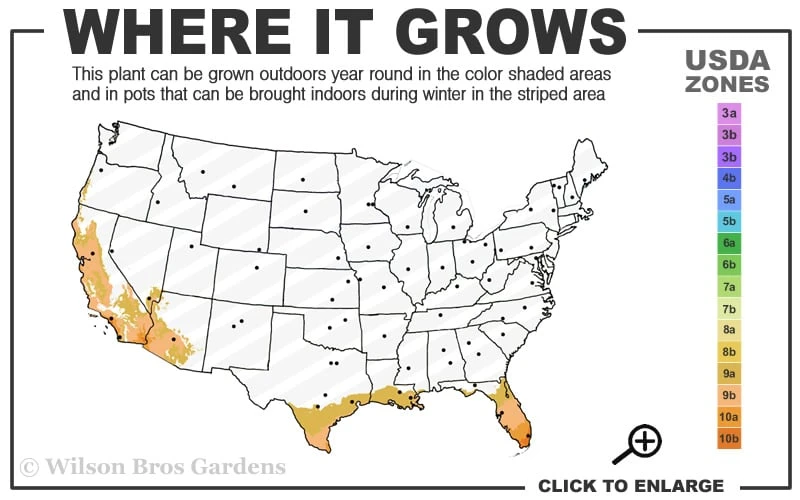 Baby Blue Bamboo - Bambusa Chungii 'Barbelatta' - 2 Gallon Pot 3 Baby Blue Bamboo - Bambusa Chungii 'Barbelatta' - 2 Gallon Pot - Image 3