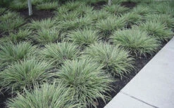 Variegated Sweet Flag (Acorus Gramineus 'Variegatus') - 5 Pack Of Quart Pots -Wilson Bros Gardens Acorus Gramineus Variegatus Sweet Flag 3