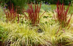 Golden Sweet Flag - Acorus Gramineus 'Ogon' - 5 Pack Of Quart Pots -Wilson Bros Gardens Acorus Ogon 103