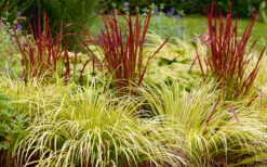 Golden Sweet Flag (Acorus Gramineus 'Ogon') - 5 Pack Of Quart Pots -Wilson Bros Gardens Acorus Ogon 103 6