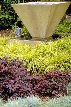 Golden Sweet Flag (Acorus Gramineus 'Ogon') - 6 Pack Of Pint Pots -Wilson Bros Gardens Acorus Ogon 104 5