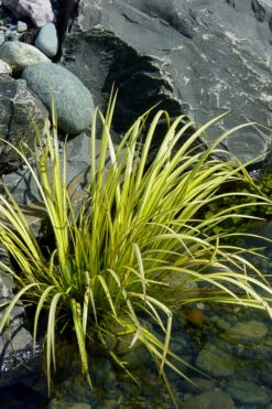 Golden Sweet Flag - Acorus Gramineus 'Ogon' - 18 Count Flat Of Pint Pots -Wilson Bros Gardens Acorus Ogon 105 4