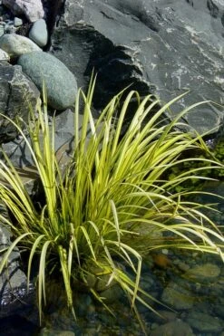 Golden Sweet Flag (Acorus Gramineus 'Ogon') - 6 Pack Of Pint Pots -Wilson Bros Gardens Acorus Ogon 105 5