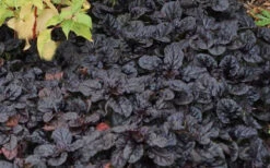 Black Scallop Ajuga Bugleweed - 10 Pack Of Pint Pots -Wilson Bros Gardens Ajuga Black Scallop 50