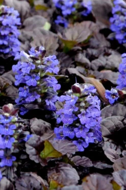 Black Scallop Ajuga Bugleweed - 10 Pack Of Pint Pots -Wilson Bros Gardens Ajuga Black Scallop Rev 500x750 1
