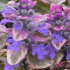 Burgundy Glow Ajuga - Bugleweed - 18 Pack Of 4" Pint Pots