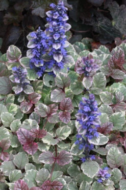 Burgundy Glow Ajuga - Bugleweed - 10 Count Flat Of 4" Pint Pots -Wilson Bros Gardens Ajuga Burgundy Glow 500x750 5
