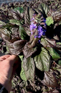 Catlins Giant Ajuga - Bugleweed - 5 Pack Of Pint Pots -Wilson Bros Gardens Ajuga Catlins Giant 10 8