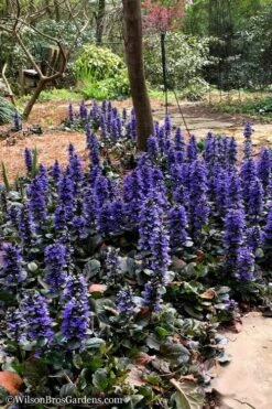 Catlins Giant Ajuga - Bugleweed - 5 Pack Of Pint Pots -Wilson Bros Gardens Ajuga Catlins Giant 20 5
