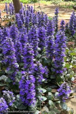 Catlins Giant Ajuga - Bugleweed - 1 Gallon Pot