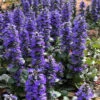 Catlins Giant Ajuga - Bugleweed - 5 Pack Of Quart Pots