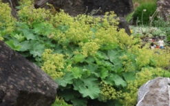 Thriller Lady's Mantle (Alchemilla Mollis) - 1 Gallon Pot -Wilson Bros Gardens Alchemilla Mollis Thriller 2