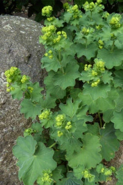 Thriller Lady's Mantle (Alchemilla Mollis) - 1 Gallon Pot -Wilson Bros Gardens Alchemilla Mollis Thriller 4