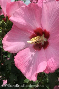 Aphrodite Rose Of Sharon (Single Trunk Tree) - 5 Gallon Pot 8 Aphrodite Rose Of Sharon (Single Trunk Tree) - 5 Gallon Pot -Wilson Bros Gardens Althea Aphrodite Rose Of Sharon Hibiscus 2 500x750 1
