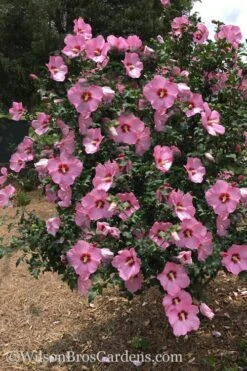 Aphrodite Rose Of Sharon (Althea / Hibiscus) - 3 Gallon Pot -Wilson Bros Gardens Althea Aphrodite Rose Of Sharon Hibiscus 3 500x750 1