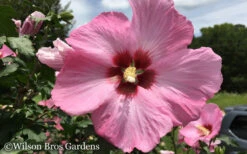 Aphrodite Rose Of Sharon (Single Trunk Tree) - 5 Gallon Pot 9 Aphrodite Rose Of Sharon (Single Trunk Tree) - 5 Gallon Pot -Wilson Bros Gardens Althea Aphrodite Rose of Sharon Hibiscus 50