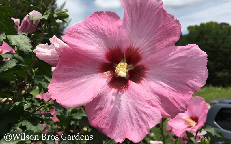 Aphrodite Rose Of Sharon (Single Trunk Tree) - 5 Gallon Pot 5 Aphrodite Rose Of Sharon (Single Trunk Tree) - 5 Gallon Pot - Image 5